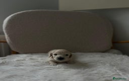 Miniature Dachshund dogs for sale: Platinum Cream Long Haired Miniature Dachshund - Image 1