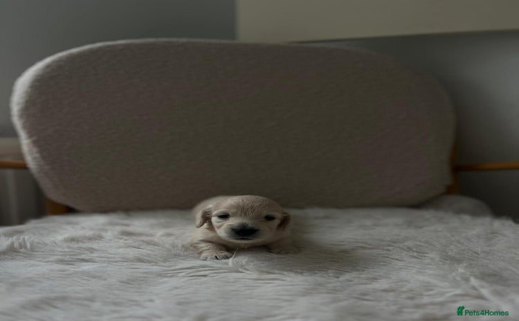 Miniature Dachshund dogs - Advert 6