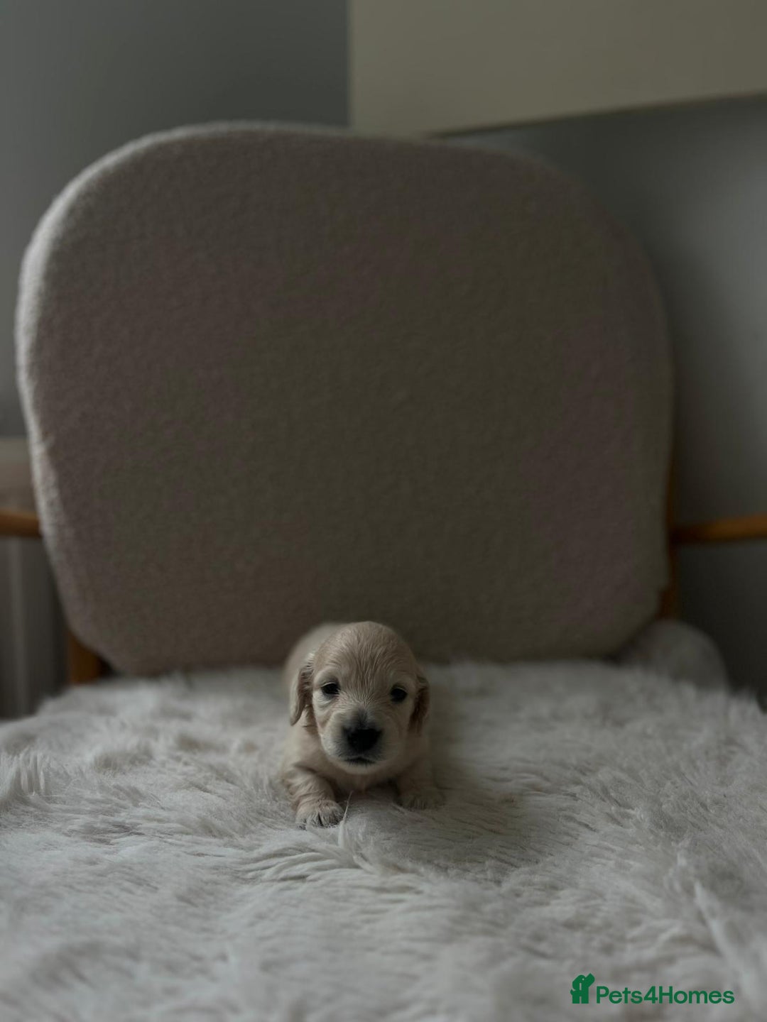 Miniature Dachshund dogs for sale: Platinum Cream Long Haired Miniature Dachshund - Image 1