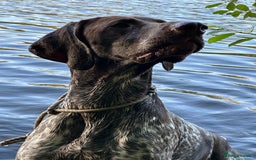 German Shorthaired Pointer dogs for sale: Rehoming  - Image 4