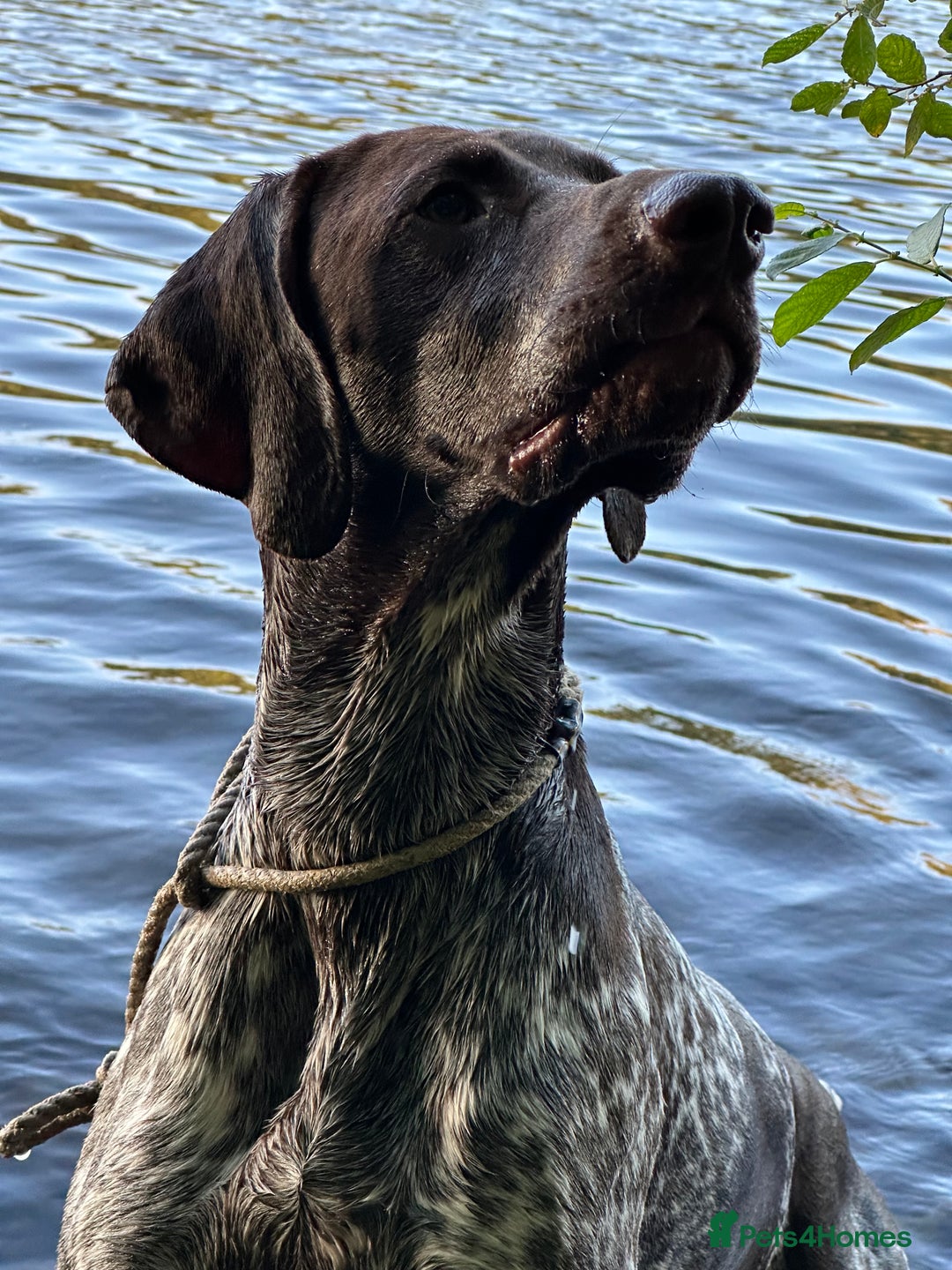 German Shorthaired Pointer dogs for sale: Rehoming  - Image 4