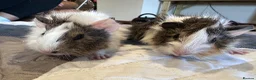 Guinea Pig rodents for sale: Baby boy guinea pigs long haired 8 weeks old  - Advert 5