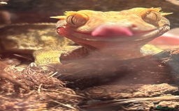 Gecko reptiles for sale: Two beautiful crested geckos - Image 4