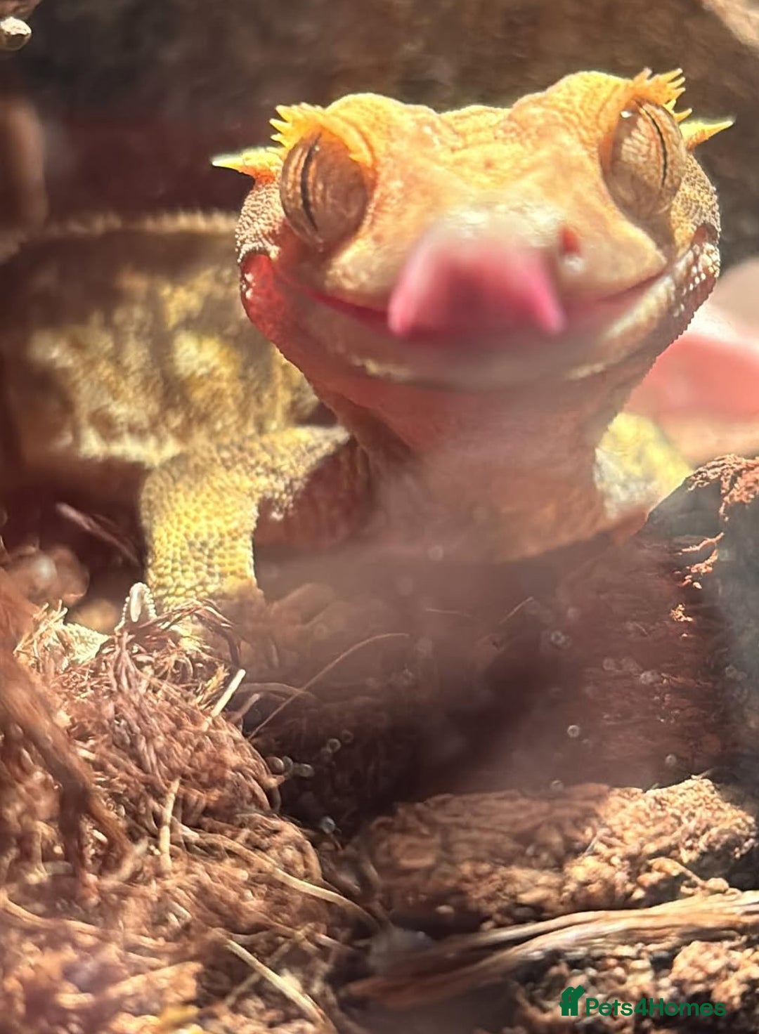 Gecko reptiles for sale: Two beautiful crested geckos - Image 4