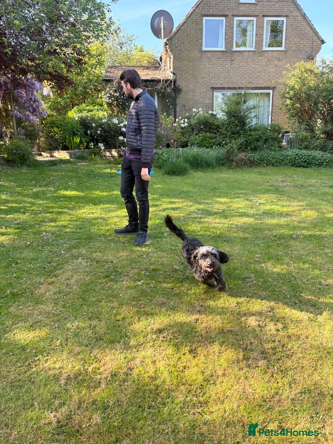 Cockapoo dogs for sale: Sweetheart four year old cockapoo for rehoming  - Image 4