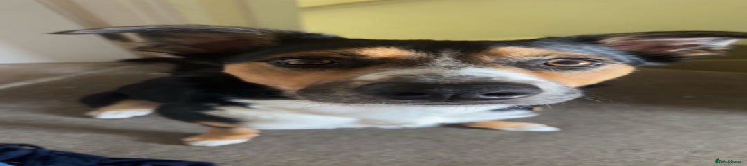 Australian Kelpie Puppy 1