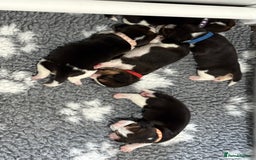Beagle dogs for sale: Absolutely stunning KC registered beagle puppies  - Image 4