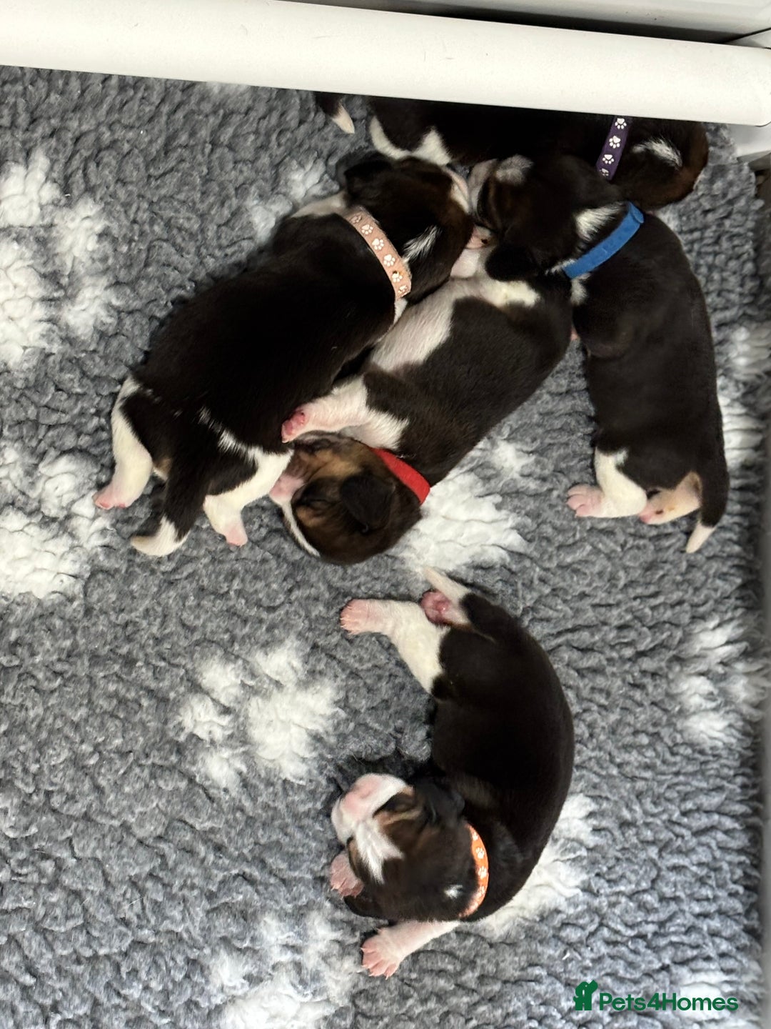Beagle dogs for sale: Absolutely stunning KC registered beagle puppies  - Image 4