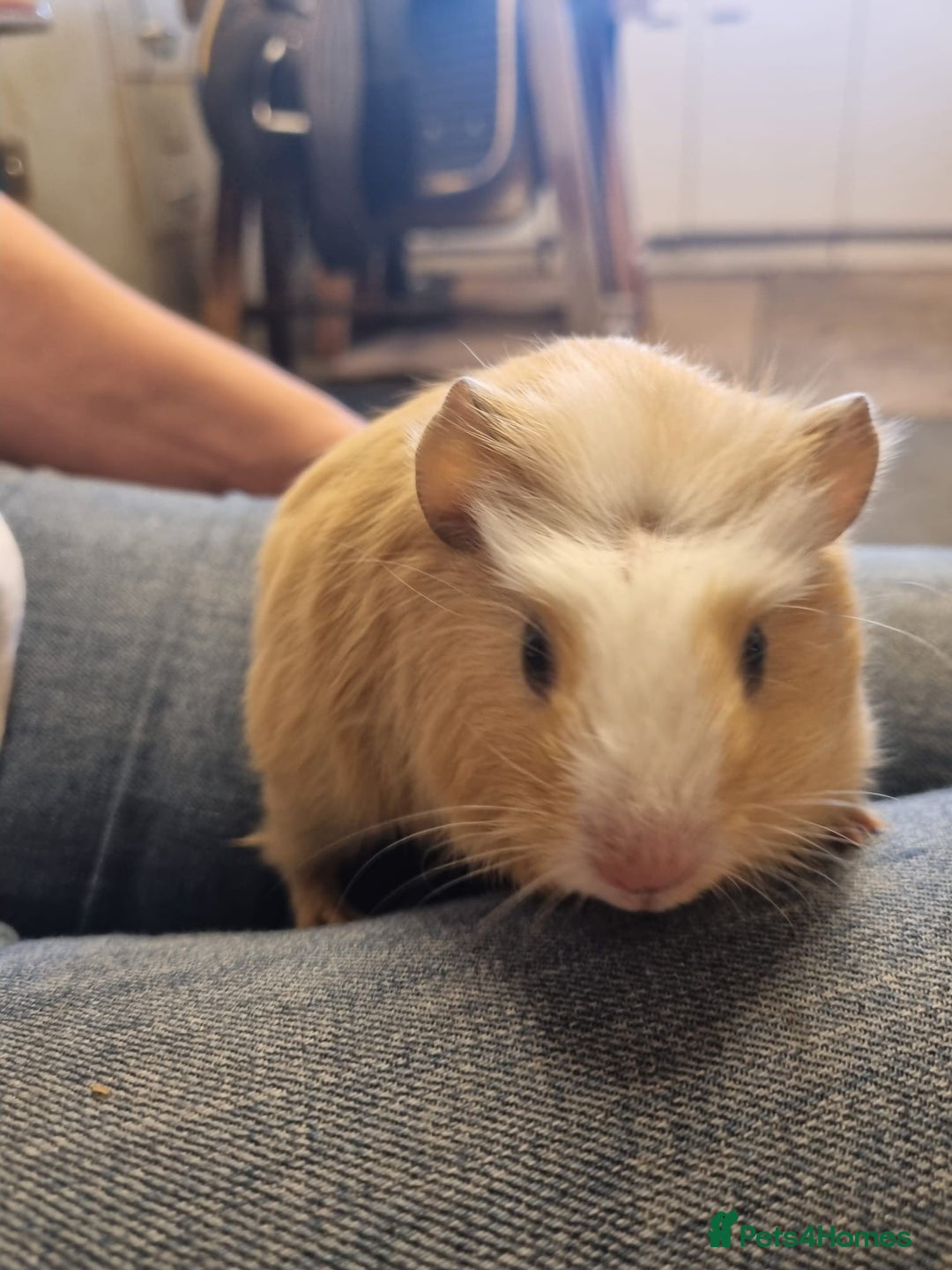 Guinea Pig rodents for sale: Male Guinea pig In need of a home  - Image 1