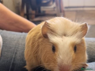 Guinea Pig rodents - Advert 19