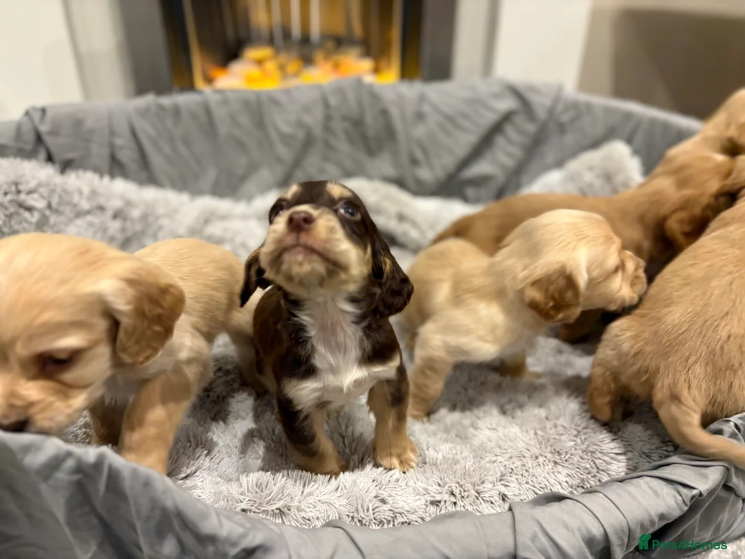 Cockapoo dogs for sale: F1 cockapoo - Advert 16