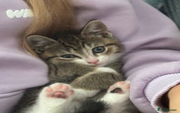 American Shorthair cats for sale: Gorgeous girls looking for new home🏡 - Image 13