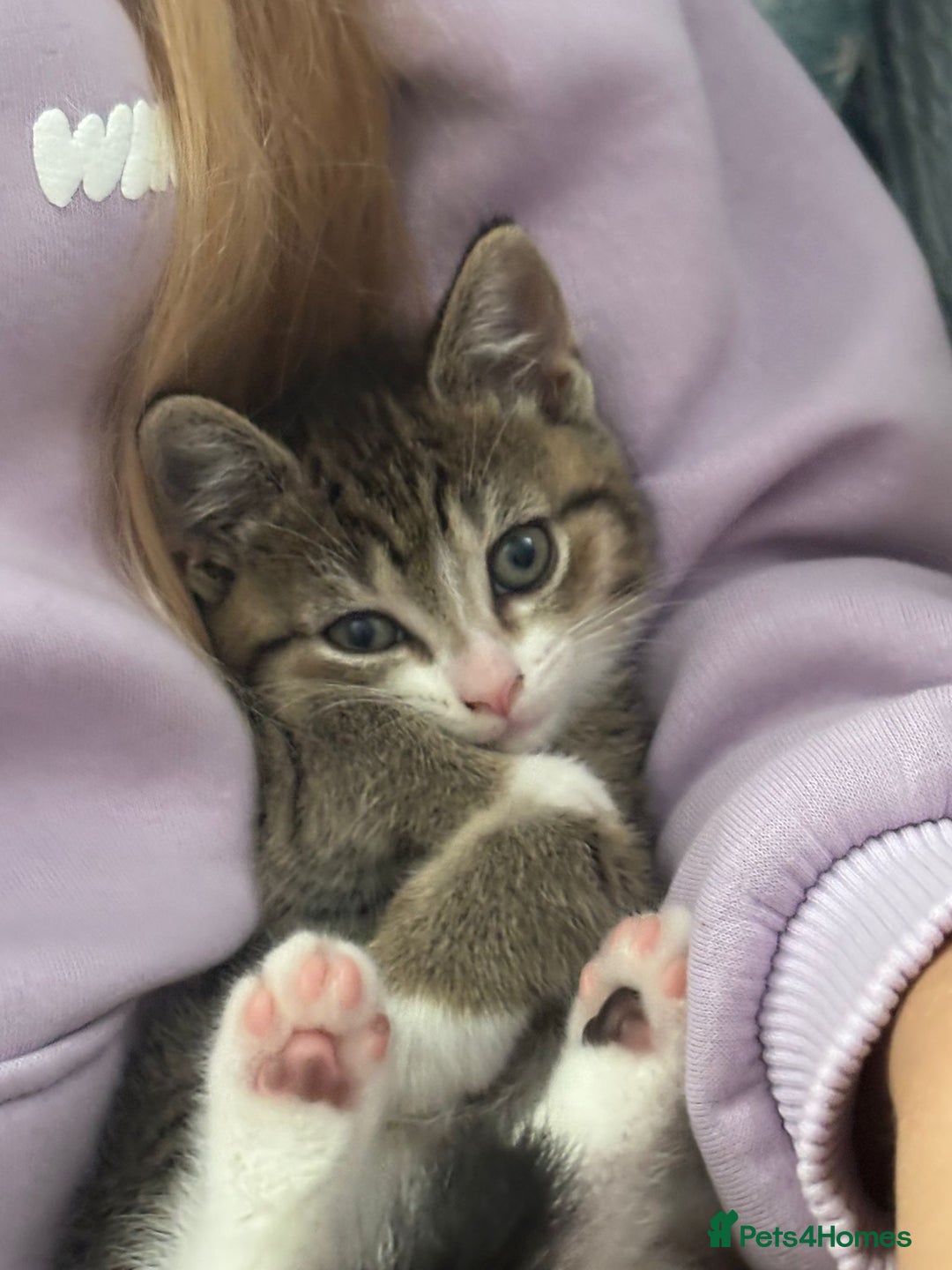 American Shorthair cats for sale: Gorgeous girls looking for new home🏡 - Image 13