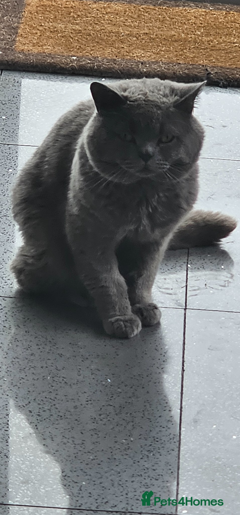 British Shorthair cats for sale: 4 bsh kittens - Advert 12