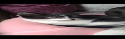Mixed Breed cats for sale: Gorgeous kittens - Advert 5