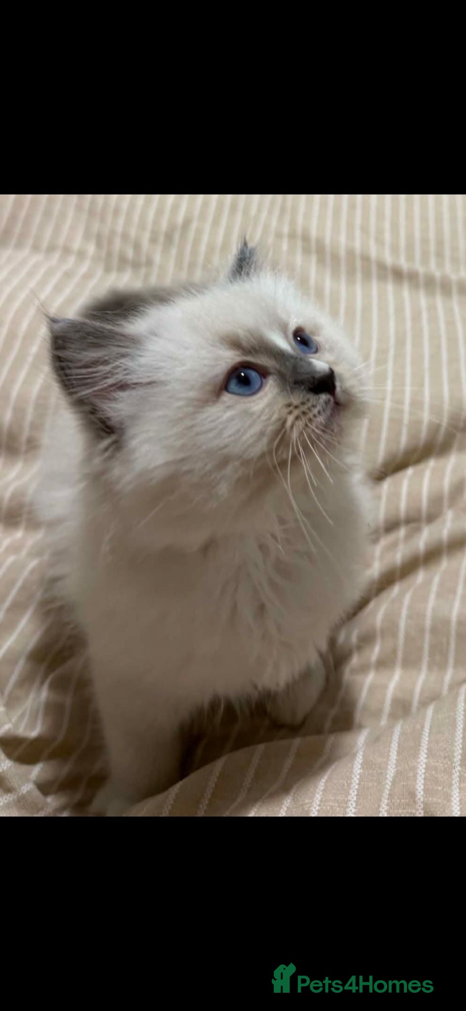 Ragdoll cats Ragdoll kitten 1 girl available  - Advert 7