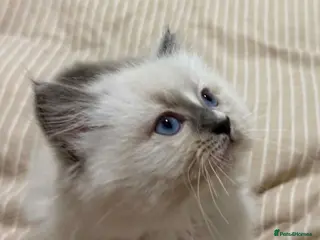 Ragdoll cats Ragdoll kitten 1 girl available - Advert 7