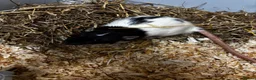 Rat rodents for sale: Dumbo rats  - Advert 6
