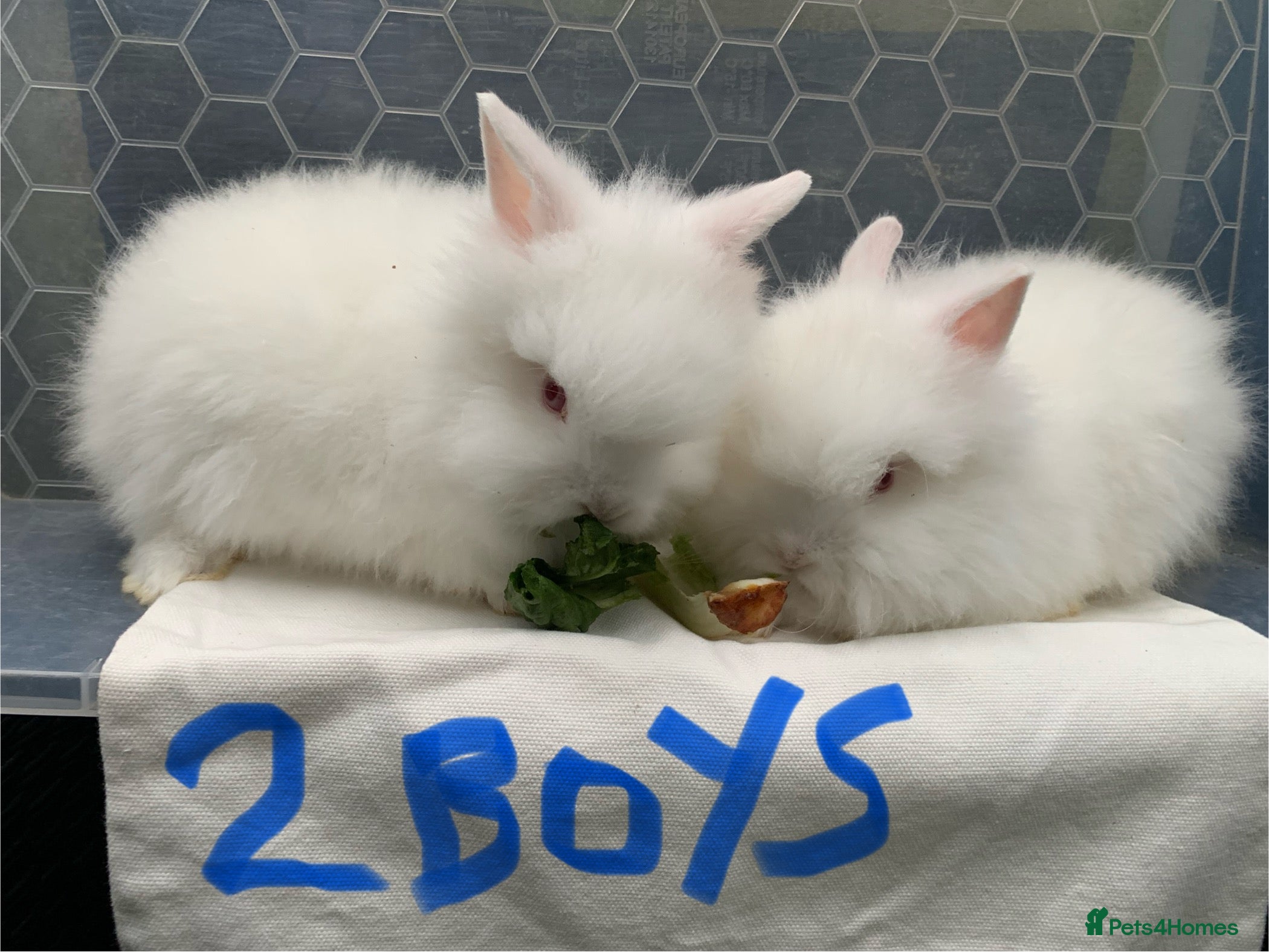 Lionhead rabbits  3 Gorgeous Double Mane Lion-head Bunnies - Advert 6