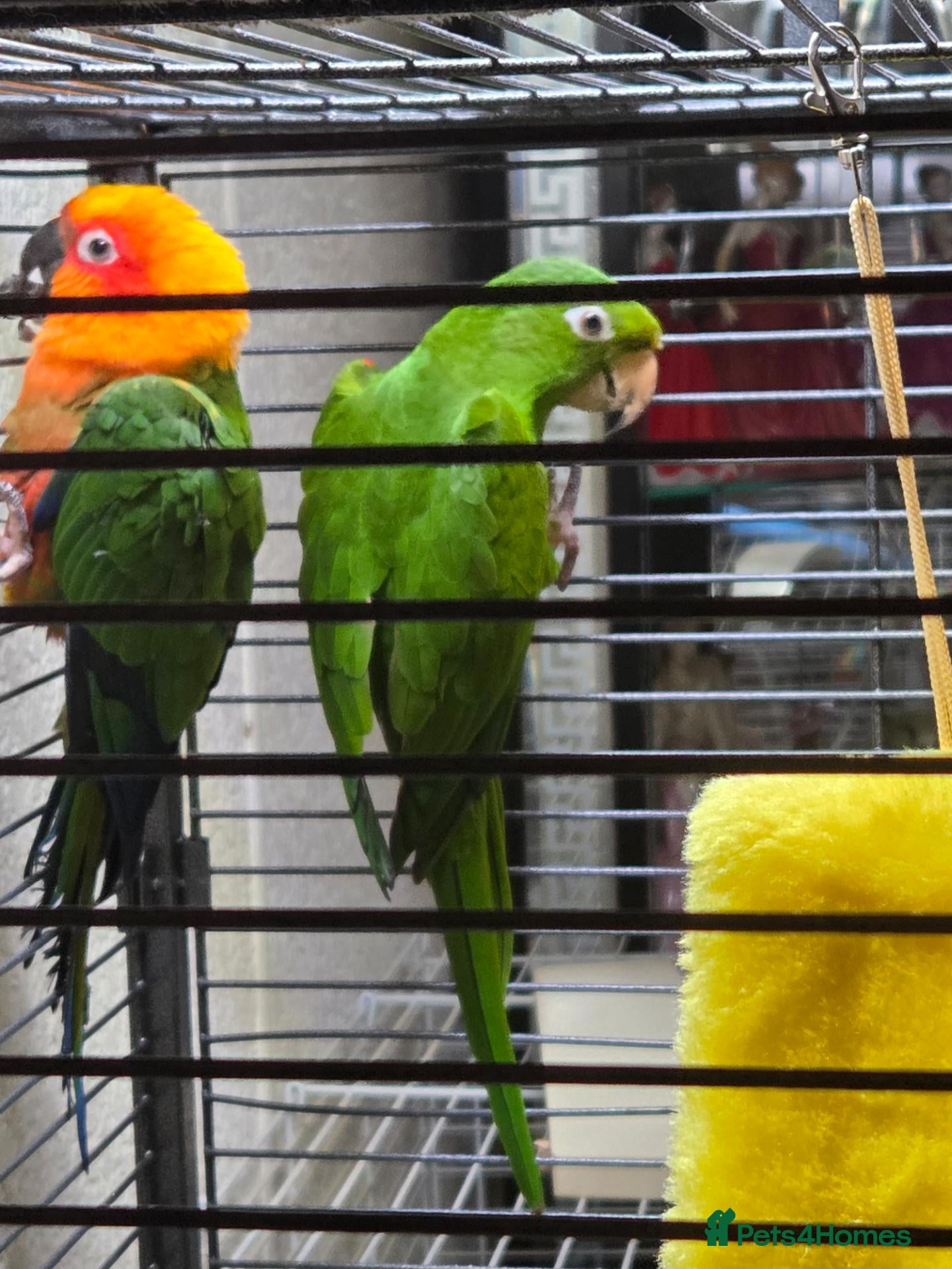 Conures birds 2 conours male - Advert 6