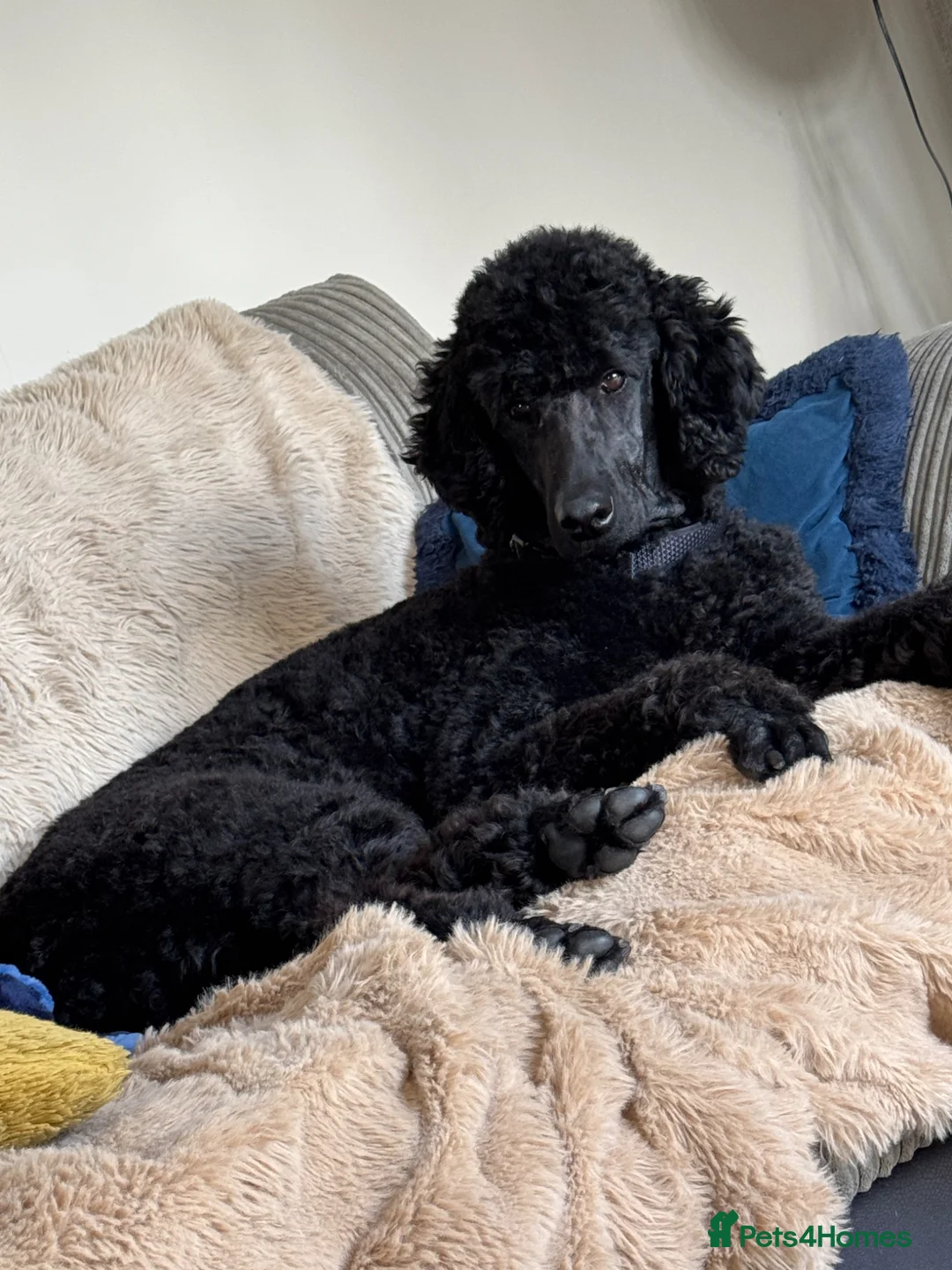 Standard Poodle dogs for sale: Standard poodle - Advert 9