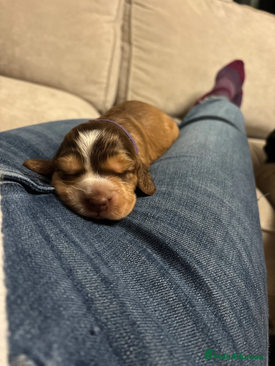 Cocker Spaniel dogs for stud: Proven male cocker spaniel  - Advert 11