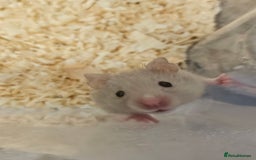 Hamster rodents for sale: Gorgeous Syrians - Image 3