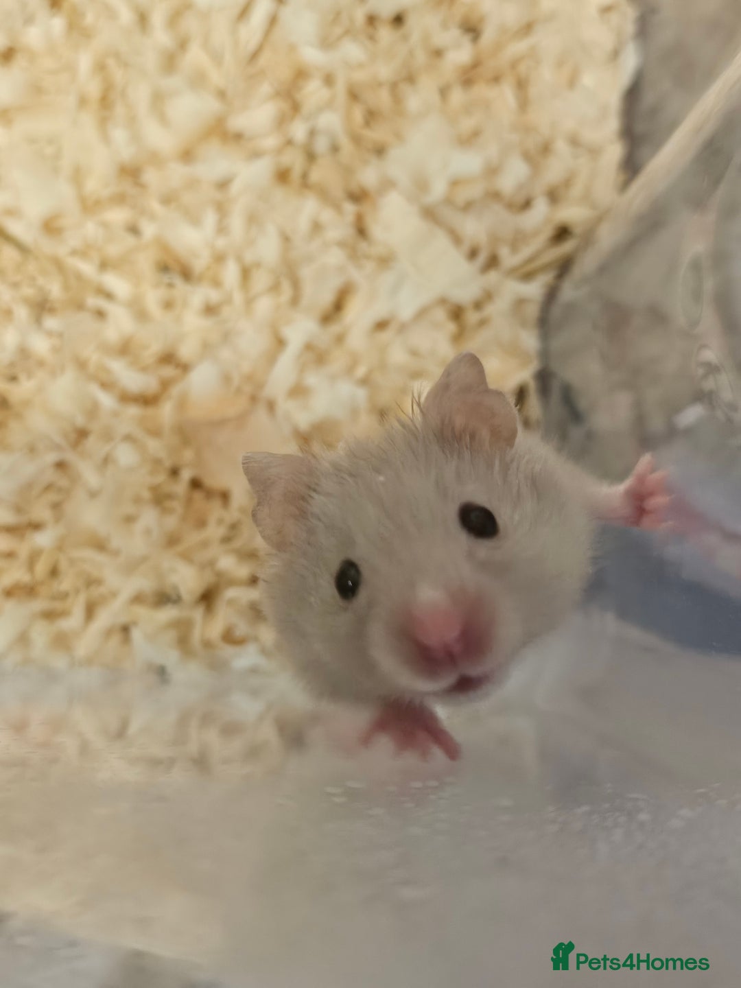 Hamster rodents for sale: Gorgeous Syrians - Image 3