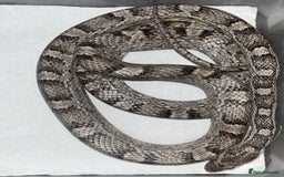 Corn Snake reptiles for sale: corn snakes male and female - Advert 5
