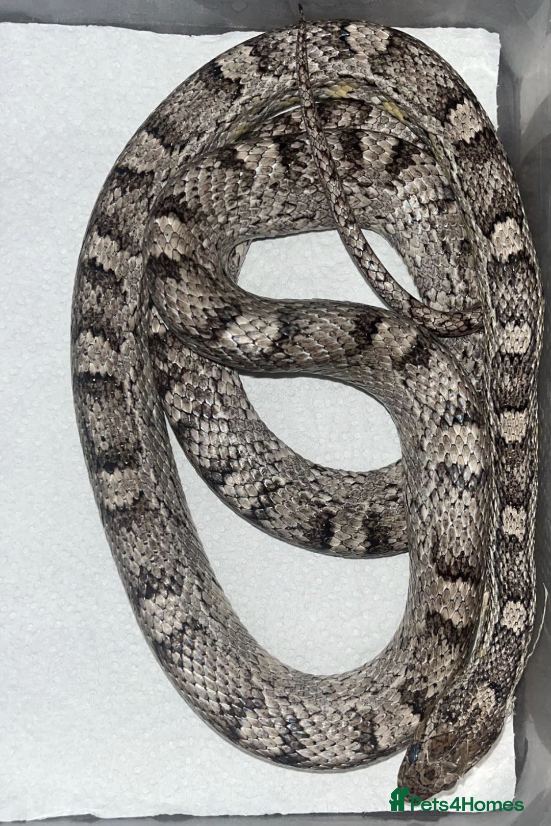 Corn Snake reptiles for sale: corn snakes male and female - Advert 5