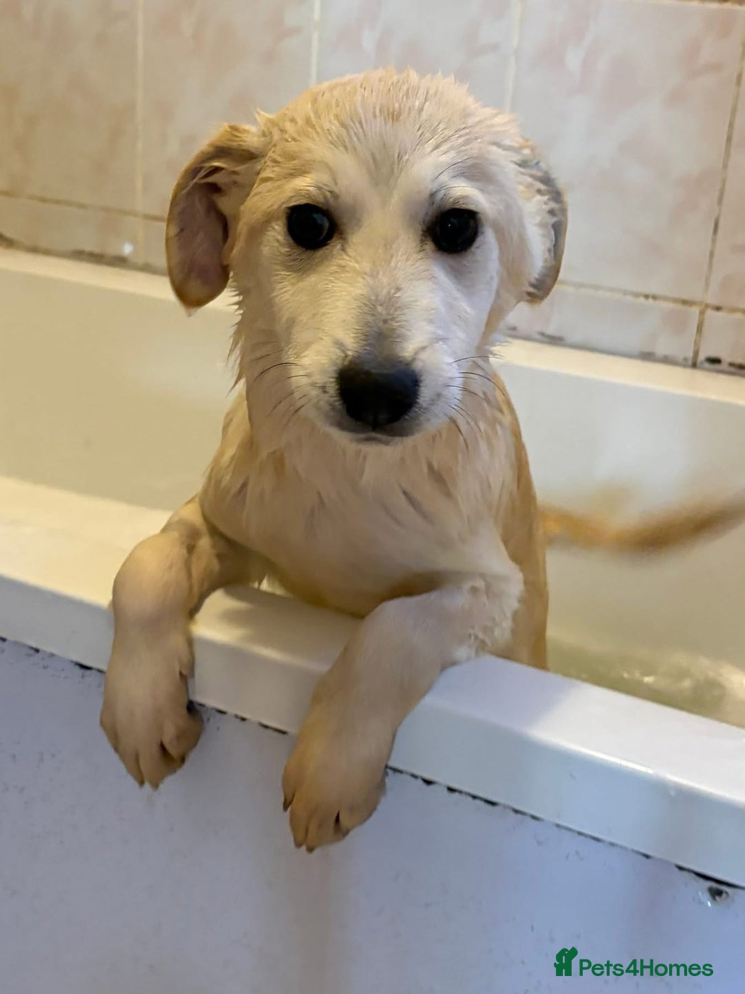 Mixed Breed dogs for adoption: Wren - Costessey Norwich  - Advert 17