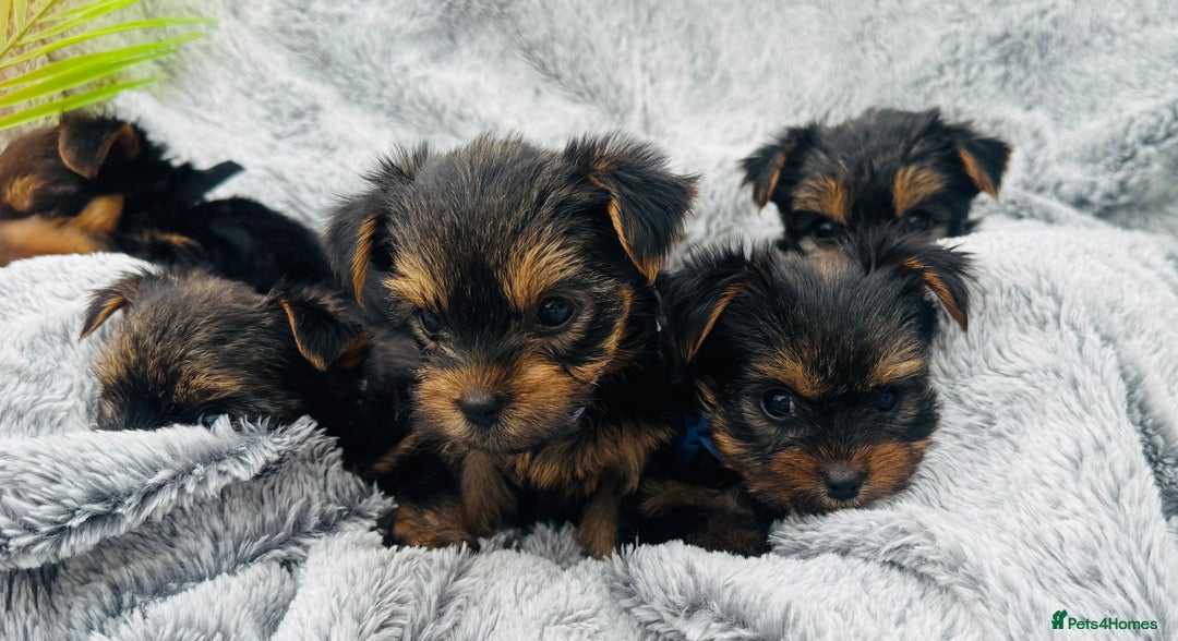 Yorkshire Terrier dogs for sale: Miniature Yorkshire terrier - Image 6