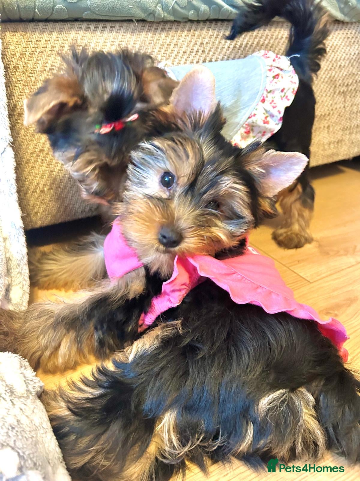 Yorkshire Terrier dogs Yorkshire Terrier Puppies (2 left) - Advert 18