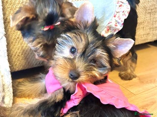 Yorkshire Terrier dogs Yorkshire Terrier Puppies (2 left) - Advert 3