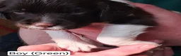 English Springer Spaniel dogs for sale: English Springer Spaniel Puppies - Advert 11