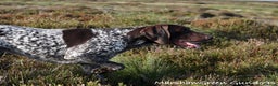 German Shorthaired Pointer dogs for stud: Excellent example Gsp kc and health tested. STUD in Lancaster - Advert 6