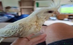 Cockatiels birds for sale: Hand reared cockatiels  - Image 6