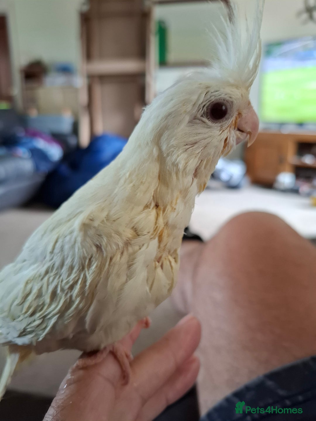 Cockatiels birds for sale: Hand reared cockatiels  - Image 6