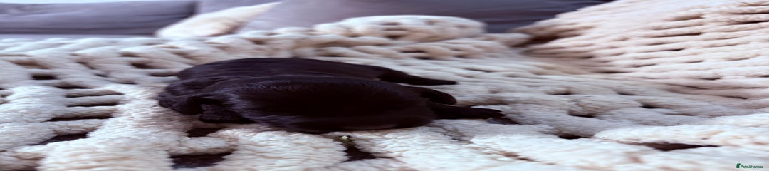 Sproodle Puppy 10