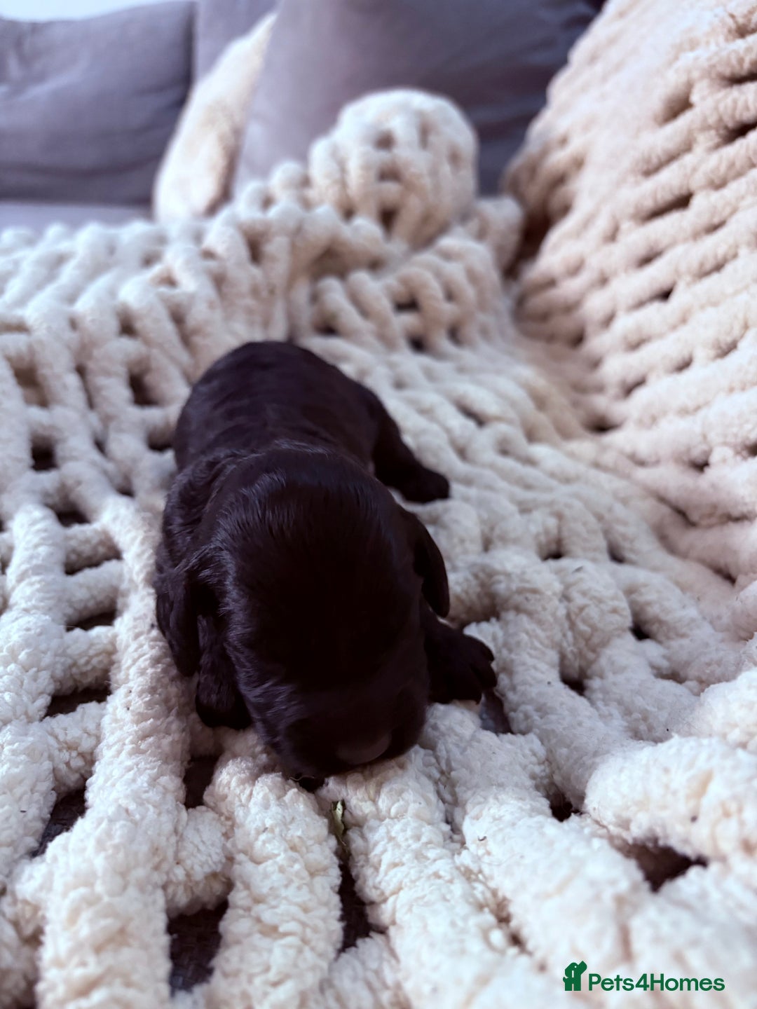 Sproodle dogs for sale: F2 Sproodle Puppies - Image 9