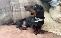 Miniature Dachshund dogs for stud: *Proven Stud*  - Image 5