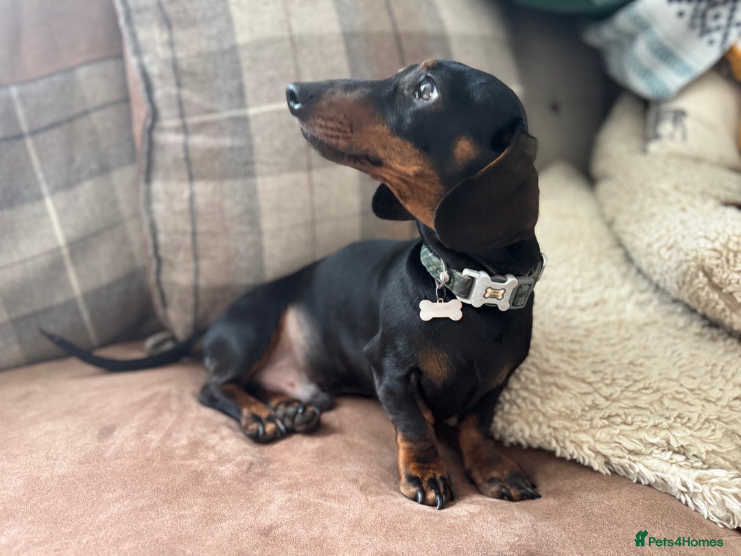 Miniature Dachshund dogs for stud: *Proven Stud*  - Image 5