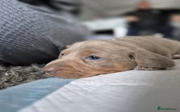 Dachshund dogs for sale: Dachshund - Image 12