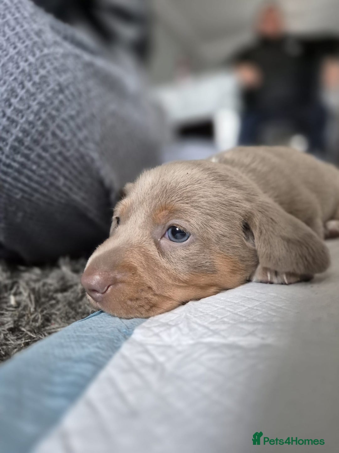 Dachshund dogs for sale: Dachshund - Image 12