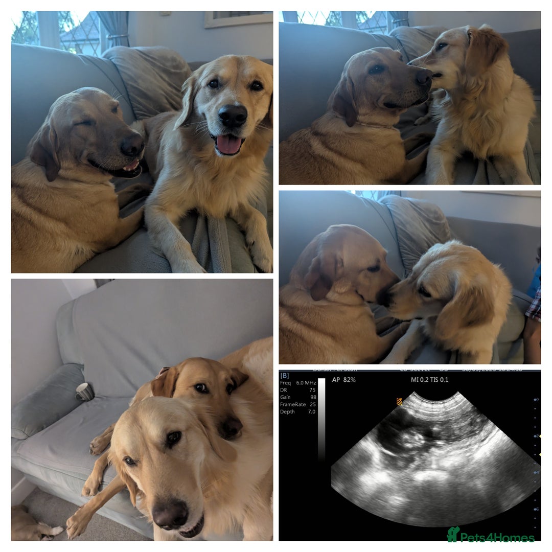 Goldador dogs for sale: Goldador puppies - all reserved  - Advert 25