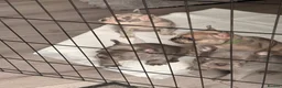 French Bulldog dogs for sale: French Bulldog Puppies - Advert 9