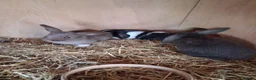 Mini Lop rabbits for sale: Beautiful min lop bunnies  - Advert 4