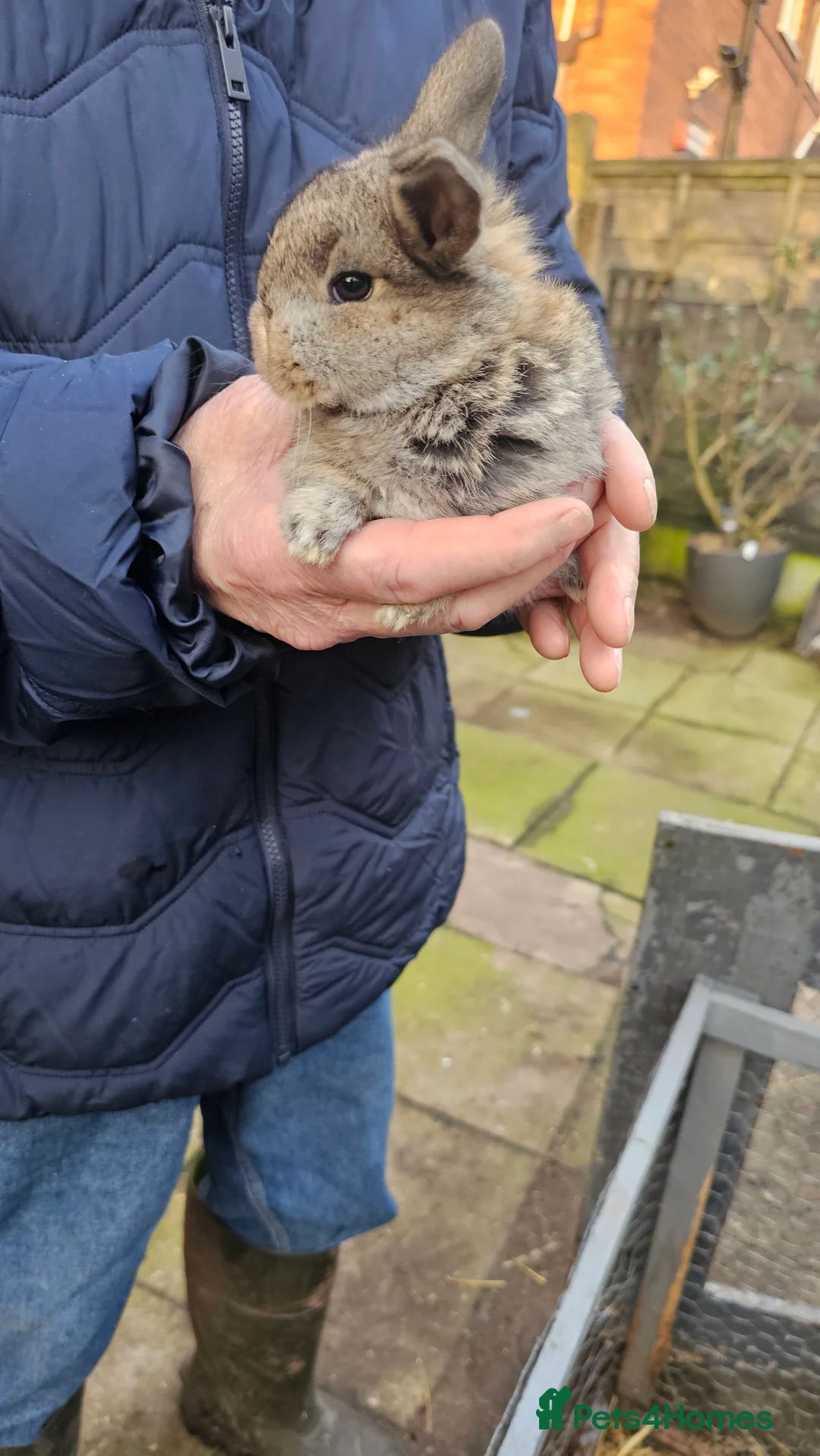 Mixed Breed rabbits for sale: baby rabbits in Stoke-on-Trent - Advert 4