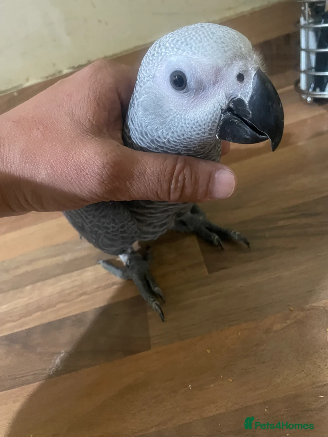Parrots birds for sale: Silly tame baby Congo African grey set up  - Advert 1