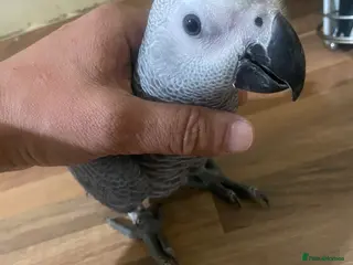 Parrots birds Silly tame baby Congo African grey set up - Advert 4